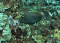 Filefish Royalty Free Stock Photo