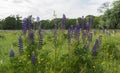 fileld with blue pink lupine