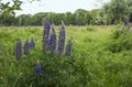 fileld with blue pink lupine