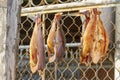 Fish filets drying on fence