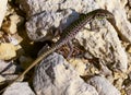 The filfola lizard or Maltese wall lizard (Podarcis filfolensis), Gozo, Malta Royalty Free Stock Photo