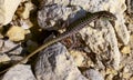 The filfola lizard or Maltese wall lizard (Podarcis filfolensis), Gozo, Malta Royalty Free Stock Photo