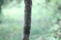 Filicium decipiens, called the ferntree, fern tree or fern leaf tree, is a species of Filicium found in east Africa, Madagascar, I