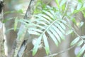 Filicium decipiens, called the ferntree, fern tree or fern leaf tree, is a species of Filicium found in east Africa, Madagascar, I