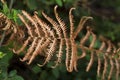 Filicopsida Detail of dry fern leaf in autumn winter in forest in horizontal Royalty Free Stock Photo