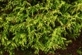 Filifera aurea / Chamaecyparis pisifera Royalty Free Stock Photo