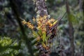 Filigrane Orchid in yellow and red at a mossy tree trunk in a forest, Cocora Valley, Colombia Royalty Free Stock Photo