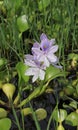 Filigrane water hyacinth growing at the shore of Lake Begnas Royalty Free Stock Photo