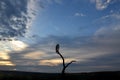 Filin sitting on tree Royalty Free Stock Photo