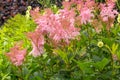 Filipendula rubra 'Venusta', pink grass in the old garden Royalty Free Stock Photo