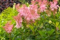 Filipendula rubra 'Venusta', pink grass in the old garden