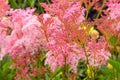 Filipendula rubra 'Venusta', pink grass in the old garden