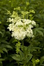 Filipendula ulmaria Royalty Free Stock Photo