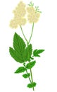 Filipendula ulmaria Royalty Free Stock Photo