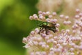 June Bug On The Meadowsweet Plant Royalty Free Stock Photo