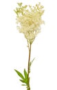 Filipendula ulmaria flower