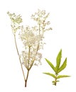 Filipendula ulmaria, meadowsweet Royalty Free Stock Photo