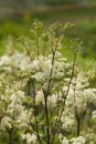 Filipendula ulmaria- meadowsweet or mead wort Royalty Free Stock Photo