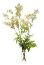 Filipendula ulmaria meadowsweet or mead wort in a glass vessel on a white background Royalty Free Stock Photo