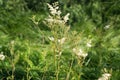 Filipendula ulmaria, meadowsweet white flowers closeup Royalty Free Stock Photo