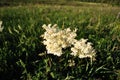 Filipendula vulgaris dropwort or fern-leaf dropwort blooming flower on meadow with grass Royalty Free Stock Photo