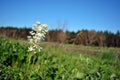 Filipendula vulgaris dropwort or fern-leaf dropwort blooming flower on meadow with green grass, forest on horizon and sky Royalty Free Stock Photo