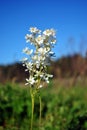 Filipendula vulgaris dropwort or fern-leaf dropwort blooming flower on meadow with green grass and blue sky Royalty Free Stock Photo