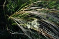 Filipendula vulgaris dropwort or fern-leaf dropwort blooming flower and wavy grass on dark soft blurry background, close up Royalty Free Stock Photo