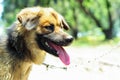 A Filipino aspin dog is standing