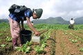 Filipino boy and irrigation young vegetable plants