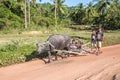 Filipino children transporting firewood with a buffalo