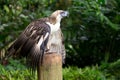 The Filipino eagle Royalty Free Stock Photo