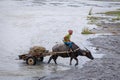 Filipino farmers riding a water cow cart along the volcanic field near Mount Pinatubo on Aug 27, 2017 in Capas, Central Luzon, Ph