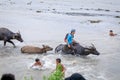 Filipino farmers riding a water cow cart along the volcanic field near Mount Pinatubo on Aug 27, 2017 in Capas, Central Luzon, Ph