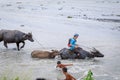 Filipino farmers riding a water cow cart along the volcanic field near Mount Pinatubo on Aug 27, 2017 in Capas, Central Luzon, Ph