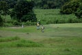 Filipino grass-cutters working in the field in the Philippines Royalty Free Stock Photo