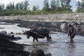 Filipino man and his water buffalo collect volcanic sand in the river at Legazpi, the Philippines