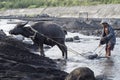 Filipino man and his water buffalo collect volcanic sand in the river at Legazpi, the Philippines