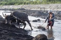 Filipino man and his water buffalo collect volcanic sand in the river at Legazpi, the Philippines