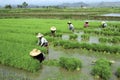 Filipino women working in a rice field