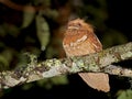 Filippijnse Kikkerbek, Philippine Frogmouth, Batrachostomus septimus Royalty Free Stock Photo