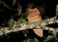 Filippijnse Kikkerbek, Philippine Frogmouth, Batrachostomus septimus Royalty Free Stock Photo