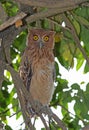 Filippijnse Oehoe,  Philippine Eagle-Owl, Bubo philippensis Royalty Free Stock Photo