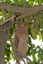 Filippijnse Oehoe,  Philippine Eagle-Owl, Bubo philippensis Royalty Free Stock Photo