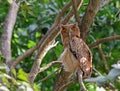 Filippijnse Oehoe,  Philippine Eagle-Owl, Bubo philippensis Royalty Free Stock Photo
