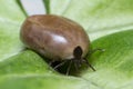 Filled with blood the tick sits on a green leaf Royalty Free Stock Photo
