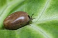 Filled with blood the tick sits on a green leaf Royalty Free Stock Photo