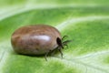 Filled with blood the tick sits on a green leaf Royalty Free Stock Photo