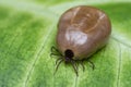 Filled with blood the tick sits on a green leaf Royalty Free Stock Photo