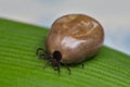 Filled with blood the tick sits on a green leaf Royalty Free Stock Photo